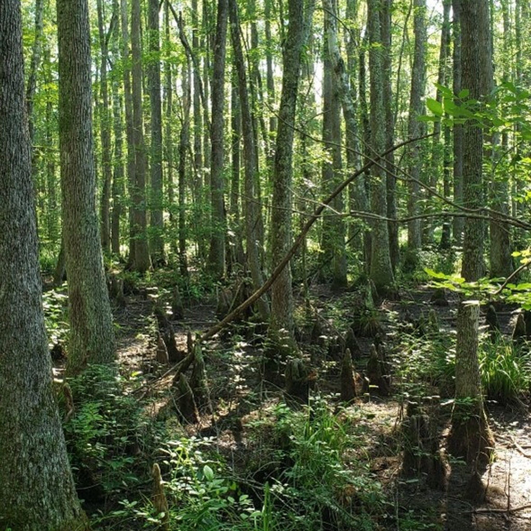 The Enviva Forest Conservation Fund Announces its 2022 Grant Recipients