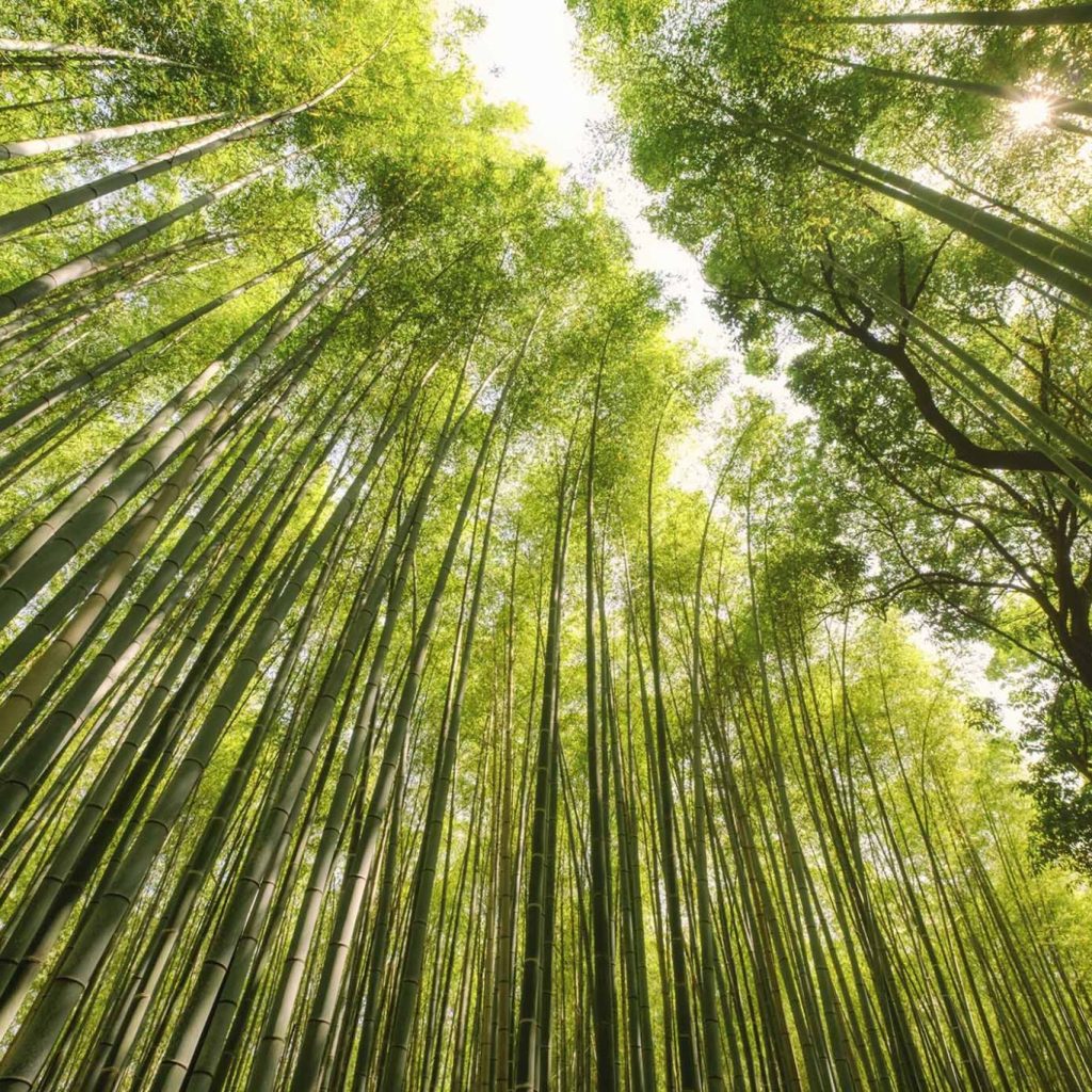 Sustainable Forestry | International Day of Forests