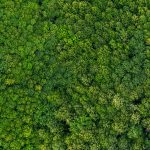 wood fiber markets