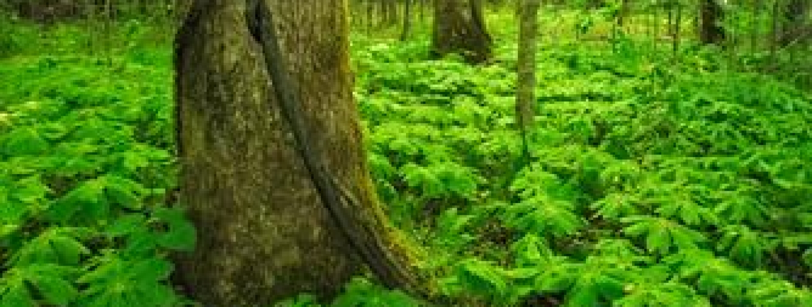 Endowment to Experience Historic Leadership Transition U.S. Endowment