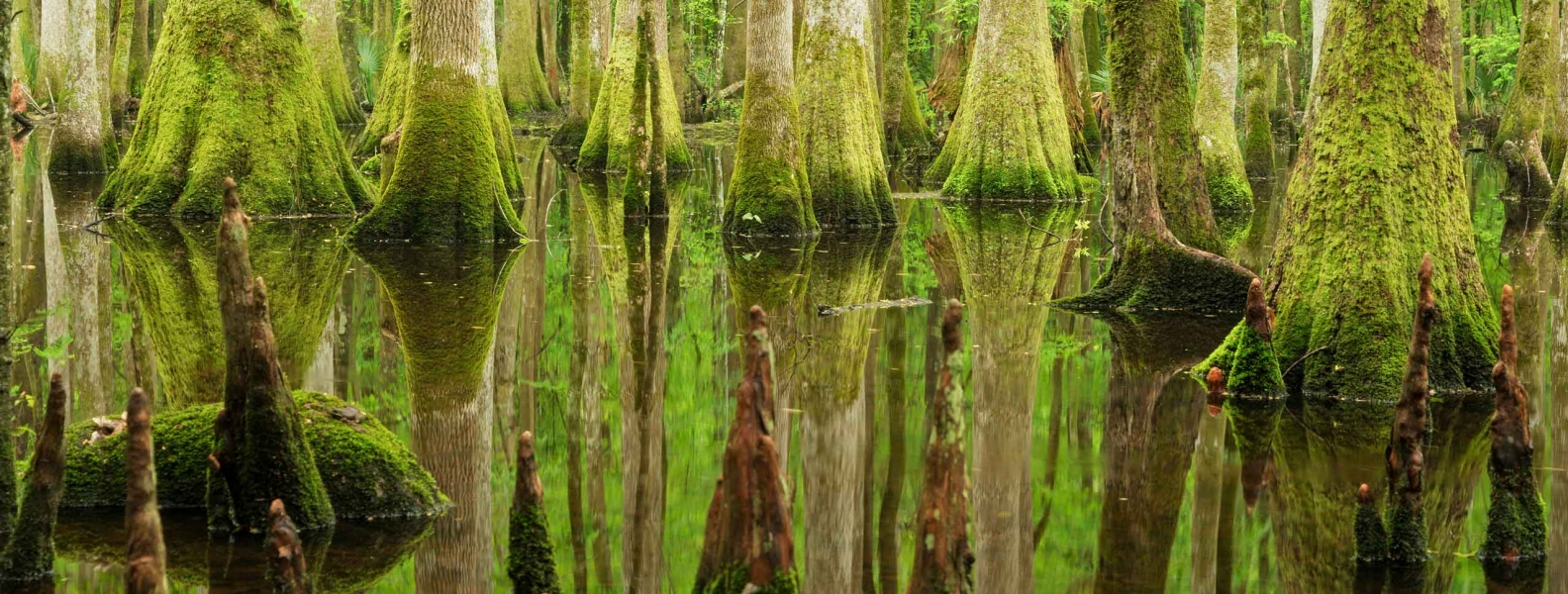 Grant Program Opens to Address National Forest Challenges Through ...